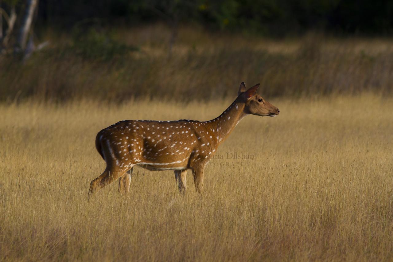 Hotel Willpattu Wild Watch Habawewa Zewnętrze zdjęcie