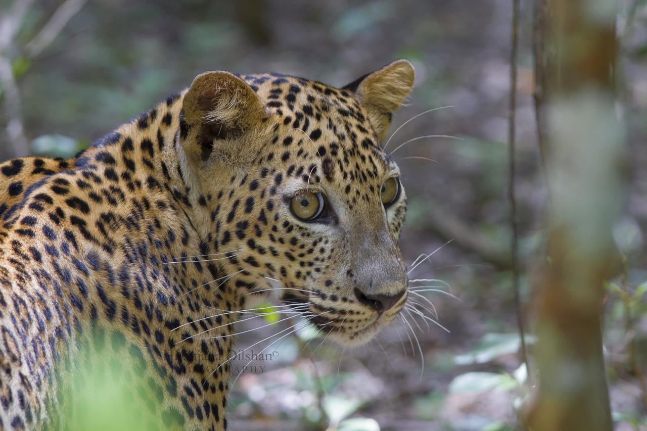 Hotel Willpattu Wild Watch Habawewa Zewnętrze zdjęcie