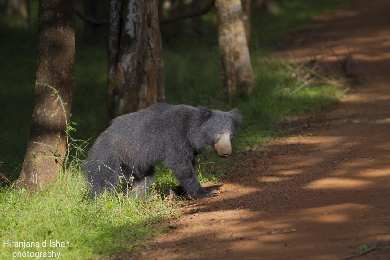 Hotel Willpattu Wild Watch Habawewa Zewnętrze zdjęcie