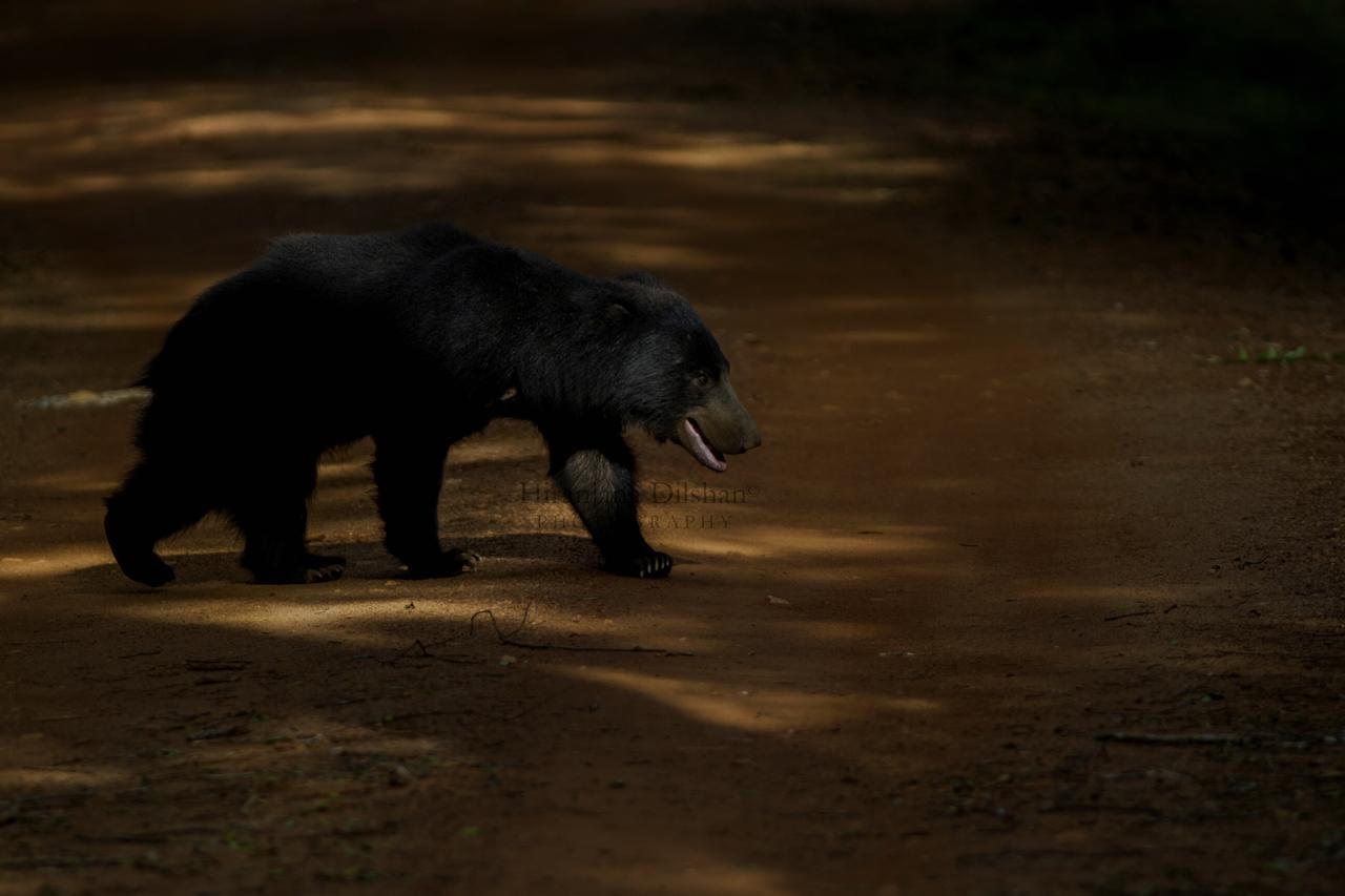 Hotel Willpattu Wild Watch Habawewa Zewnętrze zdjęcie
