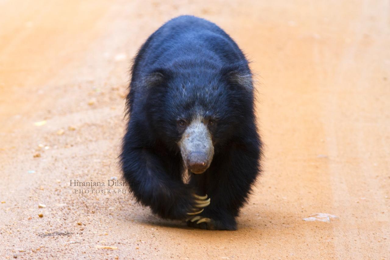 Hotel Willpattu Wild Watch Habawewa Zewnętrze zdjęcie